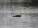 Filename=IMG_0496.JPG
Filesize=797KiB
Dimensions=2048x1536
Date added=Dec 12, 2018 IMG_0496.JPG