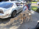 Filename=IMG_1530.JPG
Filesize=448KiB
Dimensions=2048x1536
Date added=Jul 20, 2017 IMG_1530.JPG