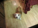 Filename=IMG_1568.JPG
Filesize=333KiB
Dimensions=2048x1536
Date added=Jul 20, 2017 IMG_1568.JPG