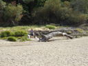 Filename=DSC00799.JPG
Filesize=576KiB
Dimensions=2048x1536
Date added=Feb 01, 2018 DSC00799.JPG