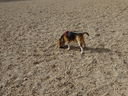 Filename=DSC00813.JPG
Filesize=1224KiB
Dimensions=2048x1536
Date added=Feb 01, 2018 DSC00813.JPG
