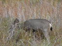 Filename=DSC00823.JPG
Filesize=903KiB
Dimensions=2048x1536
Date added=Feb 01, 2018 DSC00823.JPG