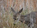 Filename=DSC00824.JPG
Filesize=802KiB
Dimensions=2048x1536
Date added=Feb 01, 2018 DSC00824.JPG