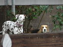 Filename=DSC00872.JPG
Filesize=468KiB
Dimensions=2048x1536
Date added=Feb 01, 2018 DSC00872.JPG