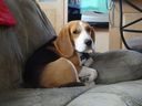Filename=DSC00873.JPG
Filesize=339KiB
Dimensions=2048x1536
Date added=Feb 01, 2018 DSC00873.JPG