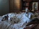 Filename=DSC00875.JPG
Filesize=364KiB
Dimensions=2048x1536
Date added=Feb 01, 2018 DSC00875.JPG