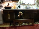 Filename=DSC00878.JPG
Filesize=356KiB
Dimensions=2048x1536
Date added=Feb 01, 2018 DSC00878.JPG