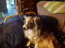 Filename=DSC00900.JPG
Filesize=399KiB
Dimensions=2048x1536
Date added=Feb 01, 2018 DSC00900.JPG