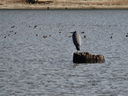 Filename=DSC01454.JPG
Filesize=615KiB
Dimensions=2048x1536
Date added=Feb 09, 2018 DSC01454.JPG