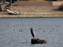 Filename=DSC01455.JPG
Filesize=643KiB
Dimensions=2048x1536
Date added=Feb 09, 2018 DSC01455.JPG