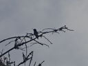 Filename=DSC01485.JPG
Filesize=234KiB
Dimensions=2048x1536
Date added=Feb 09, 2018 DSC01485.JPG