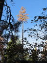 Filename=IMG_1822.JPG
Filesize=783KiB
Dimensions=1536x2048
Date added=Feb 09, 2018 IMG_1822.JPG