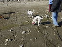 Filename=DSC01806.JPG
Filesize=889KiB
Dimensions=2048x1536
Date added=Feb 09, 2018 DSC01806.JPG