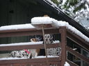 Filename=DSC01816.JPG
Filesize=387KiB
Dimensions=2048x1536
Date added=Feb 09, 2018 DSC01816.JPG