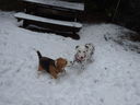 Filename=DSC01817.JPG
Filesize=336KiB
Dimensions=2048x1536
Date added=Feb 09, 2018 DSC01817.JPG
