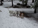 Filename=DSC01818.JPG
Filesize=386KiB
Dimensions=2048x1536
Date added=Feb 09, 2018 DSC01818.JPG