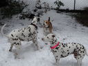 Filename=DSC01819.JPG
Filesize=421KiB
Dimensions=2048x1536
Date added=Feb 09, 2018 DSC01819.JPG