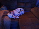 Filename=DSC01836.JPG
Filesize=350KiB
Dimensions=2048x1536
Date added=Feb 09, 2018 DSC01836.JPG