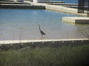 Filename=IMG_1274.JPG
Filesize=572KiB
Dimensions=2048x1536
Date added=Feb 01, 2018 IMG_1274.JPG