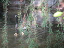 Filename=IMG_1317.JPG
Filesize=526KiB
Dimensions=2048x1536
Date added=Feb 01, 2018 IMG_1317.JPG