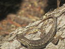 Filename=IMG_1318.JPG
Filesize=570KiB
Dimensions=2048x1536
Date added=Feb 01, 2018 IMG_1318.JPG