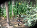 Filename=IMG_1321.JPG
Filesize=823KiB
Dimensions=2048x1536
Date added=Feb 01, 2018 IMG_1321.JPG