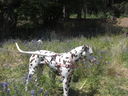 Filename=IMG_1344.JPG
Filesize=813KiB
Dimensions=2048x1536
Date added=Feb 01, 2018 IMG_1344.JPG