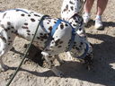 Filename=IMG_1354.JPG
Filesize=686KiB
Dimensions=2048x1536
Date added=Feb 01, 2018 IMG_1354.JPG
