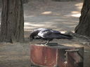 Filename=IMG_1357.JPG
Filesize=468KiB
Dimensions=2048x1536
Date added=Feb 01, 2018 IMG_1357.JPG