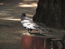 Filename=IMG_1358.JPG
Filesize=325KiB
Dimensions=2048x1536
Date added=Feb 01, 2018 IMG_1358.JPG