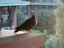 Filename=DSC00451.JPG
Filesize=375KiB
Dimensions=2048x1536
Date added=Feb 01, 2018 DSC00451.JPG