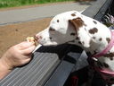 Filename=DSC00535.JPG
Filesize=498KiB
Dimensions=2048x1536
Date added=Feb 01, 2018 DSC00535.JPG