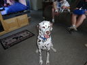 Filename=DSC01241.JPG
Filesize=509KiB
Dimensions=2048x1536
Date added=Feb 08, 2018 DSC01241.JPG