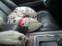 Filename=DSC01593.JPG
Filesize=454KiB
Dimensions=2048x1536
Date added=Feb 08, 2018 DSC01593.JPG