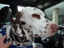 Filename=DSC01595.JPG
Filesize=413KiB
Dimensions=2048x1536
Date added=Feb 08, 2018 DSC01595.JPG