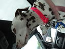 Filename=DSC01596.JPG
Filesize=363KiB
Dimensions=2048x1536
Date added=Feb 08, 2018 DSC01596.JPG