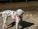 Filename=IMG_1412.JPG
Filesize=768KiB
Dimensions=2048x1536
Date added=Feb 01, 2018 IMG_1412.JPG