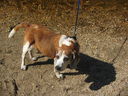 Filename=IMG_1415.JPG
Filesize=973KiB
Dimensions=2048x1536
Date added=Feb 01, 2018 IMG_1415.JPG