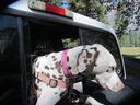 Filename=IMG_1420.JPG
Filesize=488KiB
Dimensions=2048x1536
Date added=Feb 01, 2018 IMG_1420.JPG