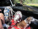 Filename=IMG_1425.JPG
Filesize=519KiB
Dimensions=2048x1536
Date added=Feb 01, 2018 IMG_1425.JPG