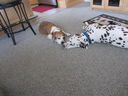 Filename=IMG_1442.JPG
Filesize=583KiB
Dimensions=2048x1536
Date added=Feb 01, 2018 IMG_1442.JPG