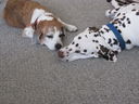 Filename=IMG_1443.JPG
Filesize=511KiB
Dimensions=2048x1536
Date added=Feb 01, 2018 IMG_1443.JPG