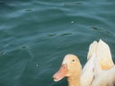 Filename=IMG_1472.JPG
Filesize=220KiB
Dimensions=2048x1536
Date added=Feb 01, 2018 IMG_1472.JPG