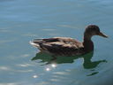 Filename=IMG_1475.JPG
Filesize=226KiB
Dimensions=2048x1536
Date added=Feb 01, 2018 IMG_1475.JPG