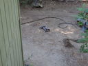 Filename=DSC00629.JPG
Filesize=471KiB
Dimensions=2048x1536
Date added=Feb 01, 2018 DSC00629.JPG