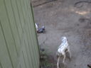 Filename=DSC00631.JPG
Filesize=290KiB
Dimensions=2048x1536
Date added=Feb 01, 2018 DSC00631.JPG