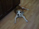 Filename=DSC00644.JPG
Filesize=305KiB
Dimensions=2048x1536
Date added=Feb 01, 2018 DSC00644.JPG