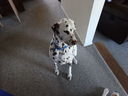 Filename=DSC00663.JPG
Filesize=506KiB
Dimensions=2048x1536
Date added=Feb 01, 2018 DSC00663.JPG