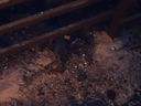 Filename=DSC00703.JPG
Filesize=513KiB
Dimensions=2048x1536
Date added=Feb 01, 2018 DSC00703.JPG