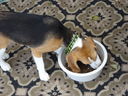 Filename=DSC00708.JPG
Filesize=525KiB
Dimensions=2048x1536
Date added=Feb 01, 2018 DSC00708.JPG